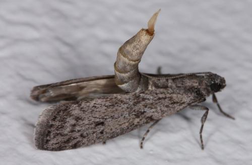 Ephestia kuehniella